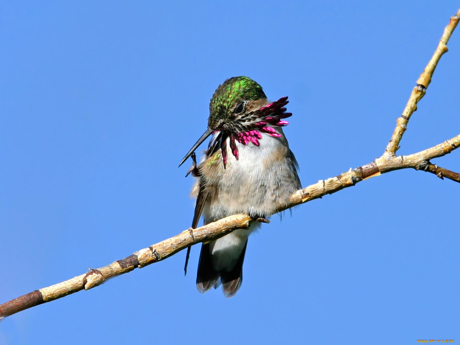 calliope, scratching, , 